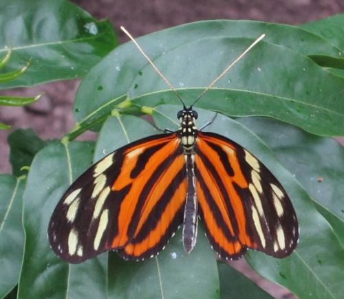 Réf. 284 285 : Heliconius ismenius