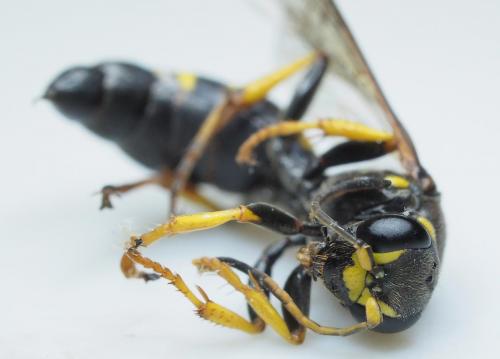Gorytes planifrons