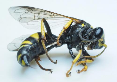 Réf. 284 842 : Gorytes planifrons