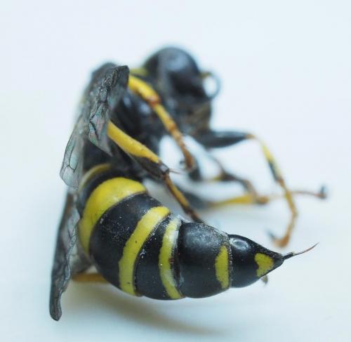 Gorytes planifrons