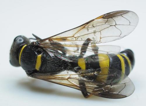 Gorytes planifrons