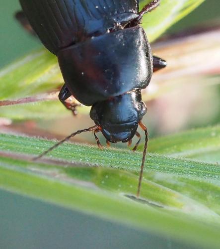 Réf. 284 360 : Harpalus sp.