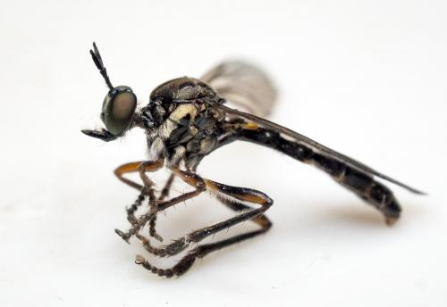 Dioctria hyalipennis