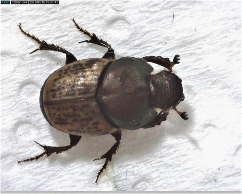 Réf. 284 146 : Onthophagus medius