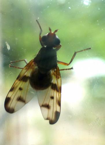 Otites porcus