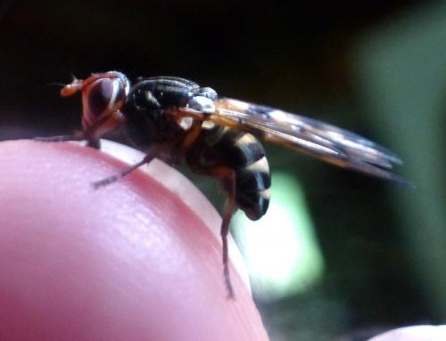 Otites porcus