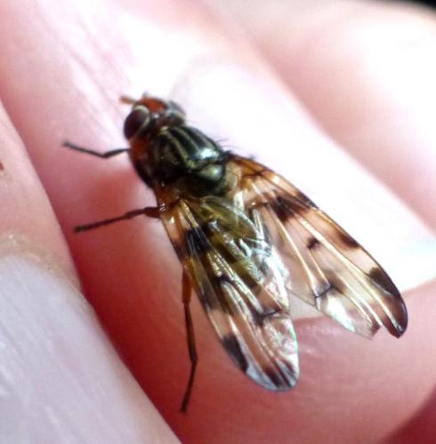 Otites porcus