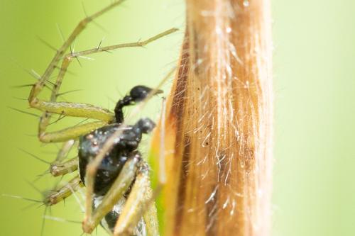 Oxyopes nigripalpis