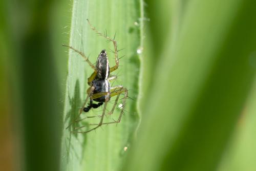 Oxyopes nigripalpis