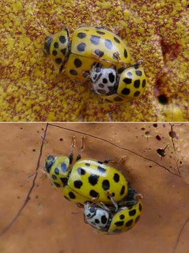 Réf. 284 336 : Psyllobora vigintiduopunctata