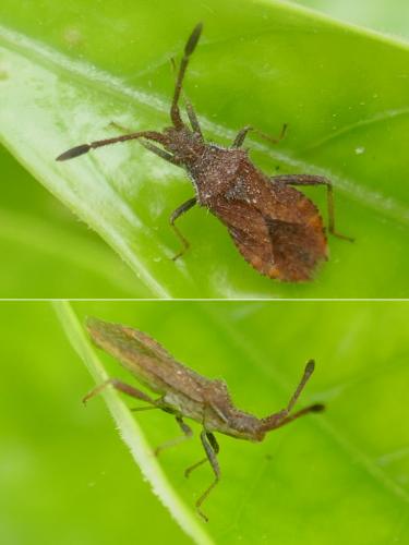 Coriomeris sp.