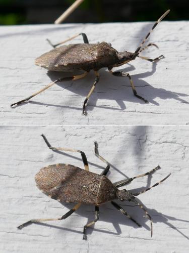 Réf. 284 366 : Dicranocephalus agilis