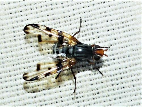 Otites porcus