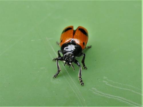 Réf. 284 825 : Clytra laeviuscula