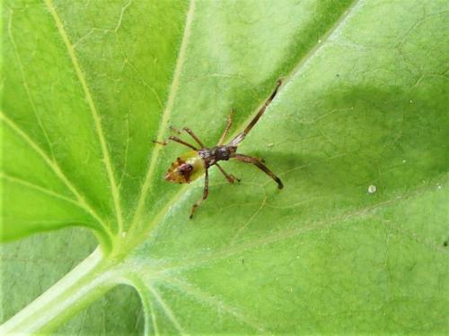 Réf. 284 990 : Gonocerus sp.