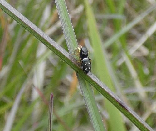 Heliophanus cupreus