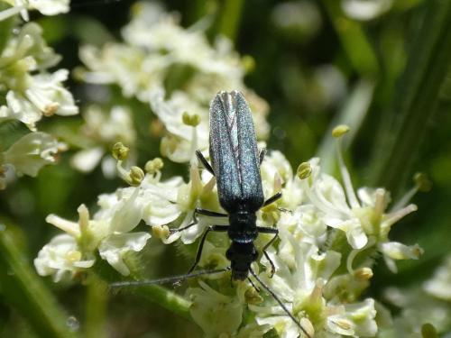 Oedemera sp.