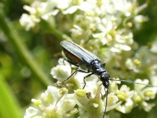 Oedemera sp.
