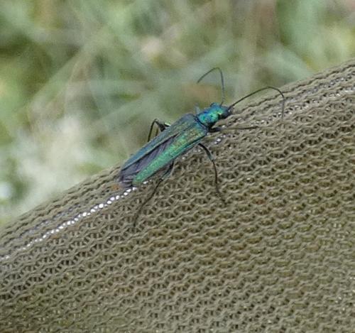 Oedemera sp.