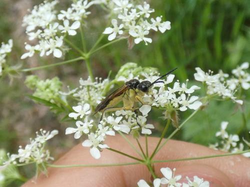 Tenthredo mesomela