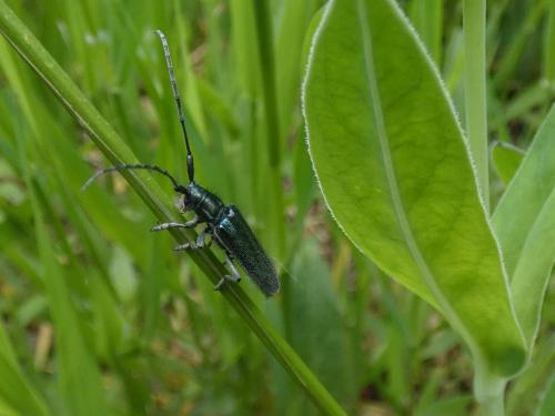 Réf. 284 383 : Agapanthia intermedia