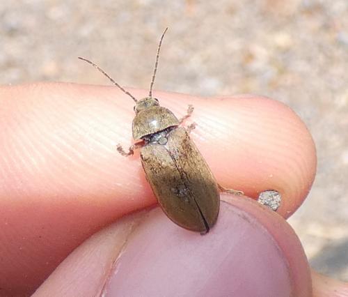 Dascillus cervinus