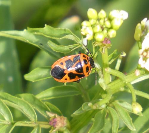 Réf. 284 978 : Eurydema dominulus