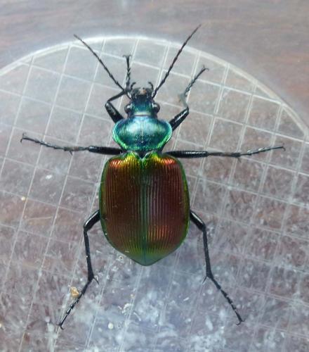 Calosoma sycophanta