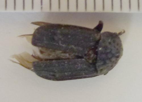 Réf. 284 869 : Thanatophilus sinuatus