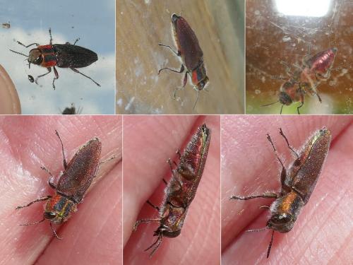 Réf. 284 077 : Anthaxia manca