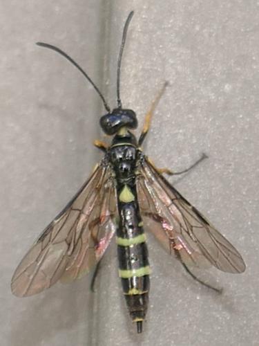 Cephus sp.