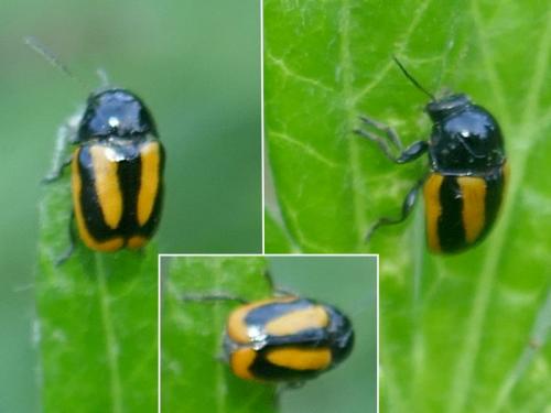 Cryptocephalus vittatus