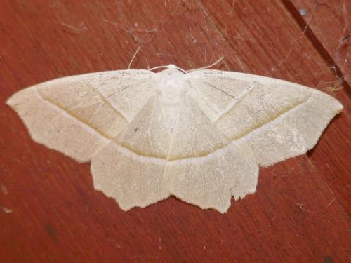 Campaea margaritaria