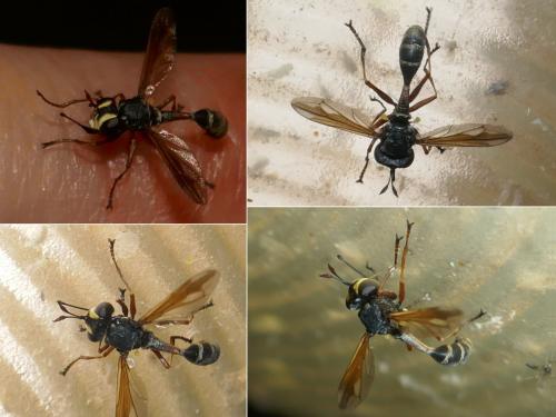 Réf. 284 197 : Physocephala rufipes