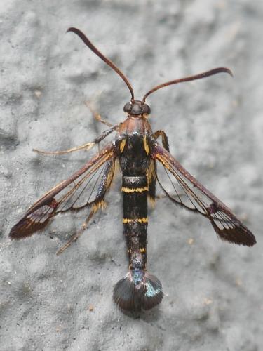Réf. 284 290 : Synanthedon tipuliformis
