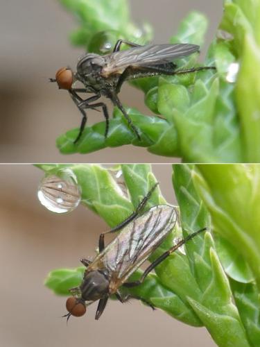 Réf. 284 444 : Empis sp.