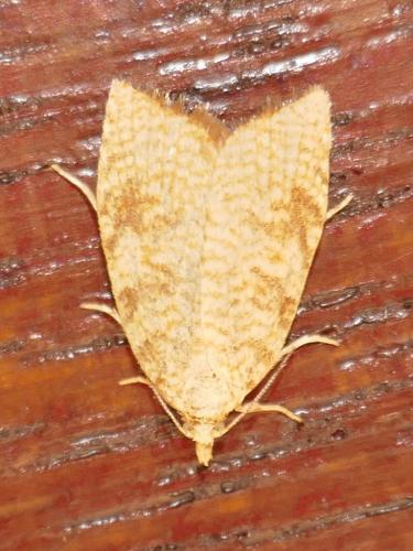 Réf. 284 820 : Aleimma loeflingiana