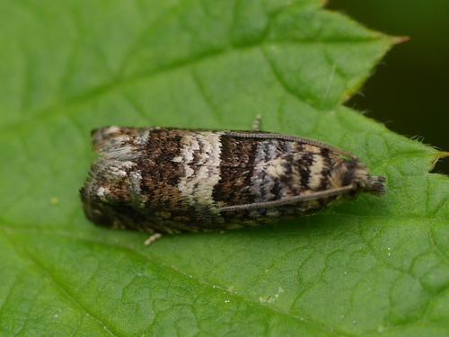 Epiblema costipunctana