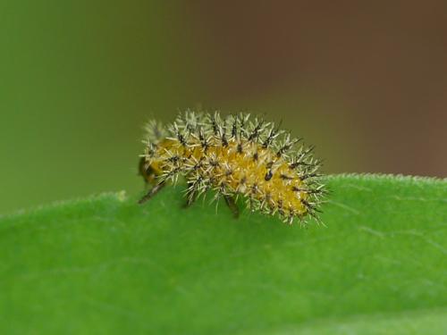Réf. 284 533 : Henosepilachna argus