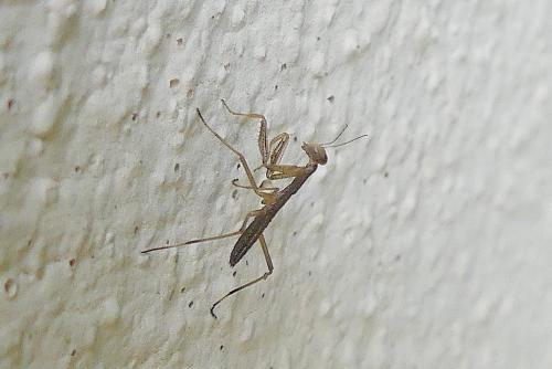 Mantis religiosa