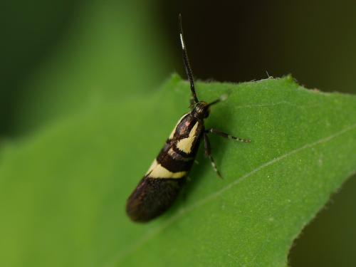 Dasycera oliviella