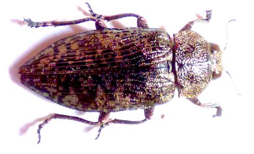 Réf. 284 492 : Poecilonota variolosa