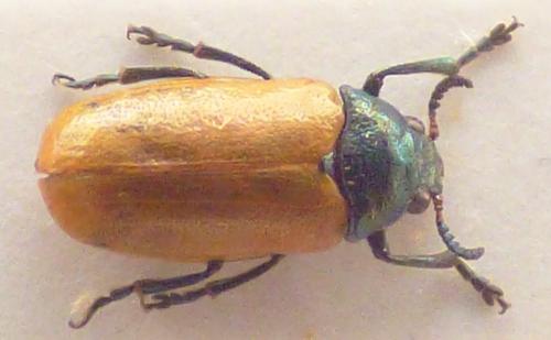 Réf. 284 491 : Labidostomis cyanicornis