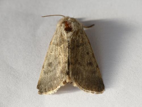 Caradrina gilva