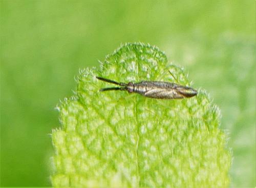 Réf. 284 692 : Heterotoma planicornis