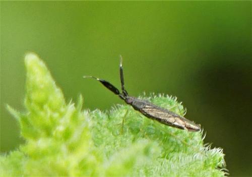 Réf. 284 693 : Heterotoma planicornis