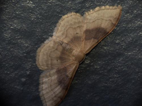 Réf. 284 876 : Idaea degeneraria