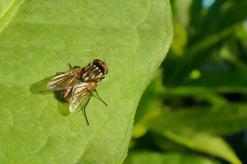 Réf. 284 574 : Musca domestica