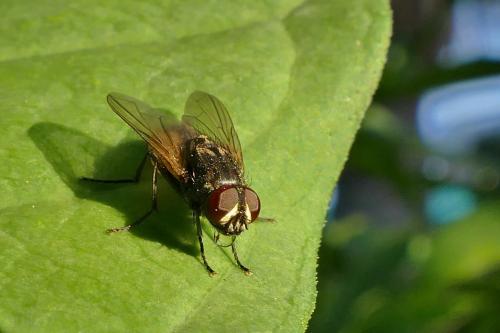 Réf. 284 575 : Musca domestica
