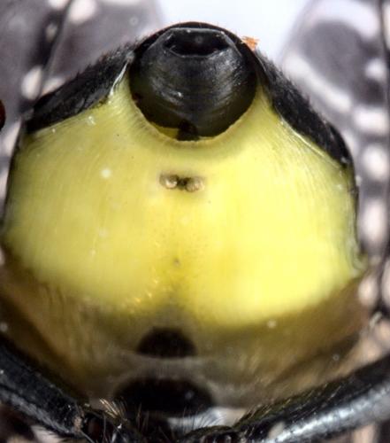 Platystoma seminationis